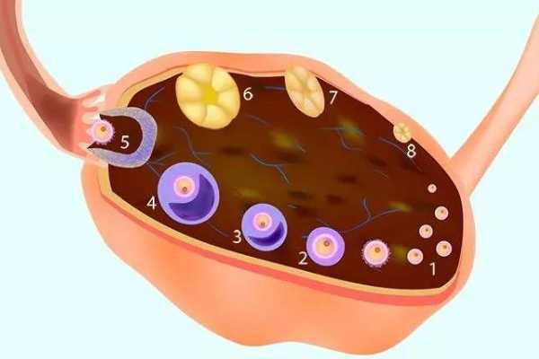 卵巢早衰能不能做供卵试管